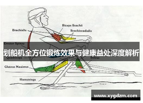 划船机全方位锻炼效果与健康益处深度解析